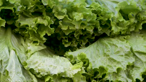 Fresh-lettuces-on-display-for-sale-at-grocery-store