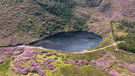 아일랜드의 서사시적인 장소: 로도덴드론 호수 (rhododendron lake), 노크밀다운 산맥 (knockmeadown mountains) 에 위치한 베이 로우 (bay lough) 는 페리 (tipperary) 의 밝고 은 여름날에 화려한 색을 고 있다.