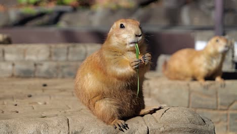 Close-up-of-cute-Prairie-dog-eating-grass