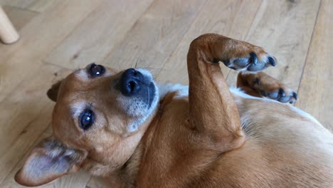 Lindo-Y-Ansioso-Perro-Marrón-Esperando-Su-Próximo-Cosquilleo-En-La-Barriga