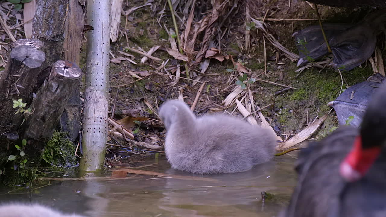 A young gray cygnet, baby black swan, preening by the lakeside with an adult splashing beside it - slow motion