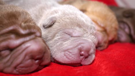 newborn shar pei pups sleeping