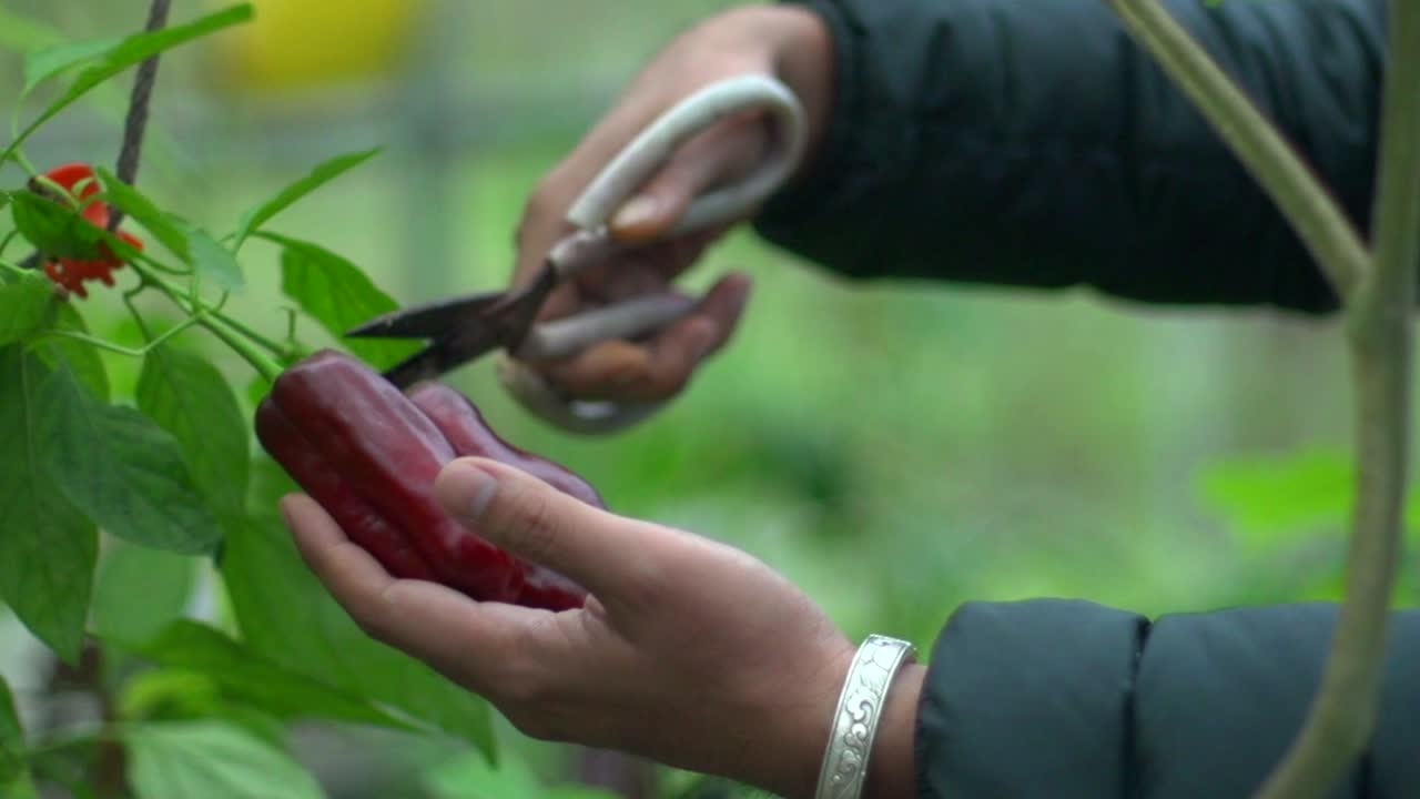 Dark red organic bell pepper harvested by hand using scissors in green house, filmed as close up handheld shot