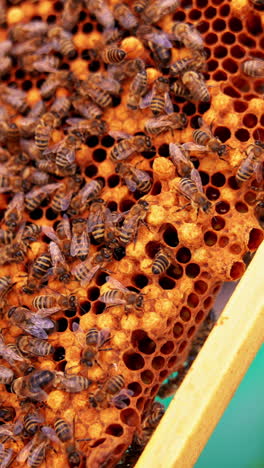 amber wax frames with bee insects swarming over. numerous working bees covered the honey cells and apiarist's finger points at bee queen cell. close up. vertical video