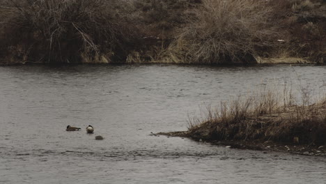 ducks swimming in a lake in idaho usa - wide shot