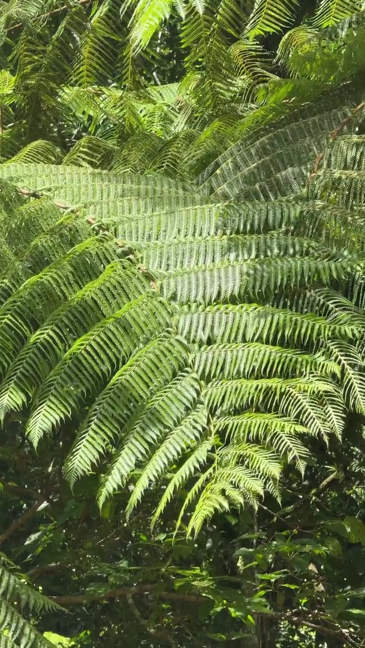 Lush Green Fern Fronds Swaying Gently in the Sunlight
