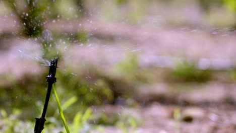 pulverización de agua, irrigación de la vegetación de la plantación, entorno rural, cámara lenta