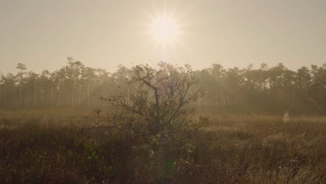 Pine-Rockland-Amanecer-Sol-Paisaje-Con-árboles-En-Segundo-Plano.