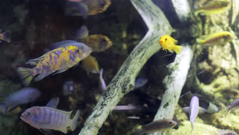 水族館 水族館 25