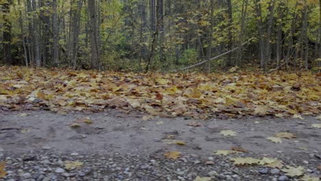 pan-shot-of-autumn-forest-where-are-fallen-leaves-seen-under-the-trees