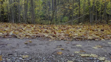 pan tiro del bosque de otoño donde se ven las hojas caídas debajo de los árboles