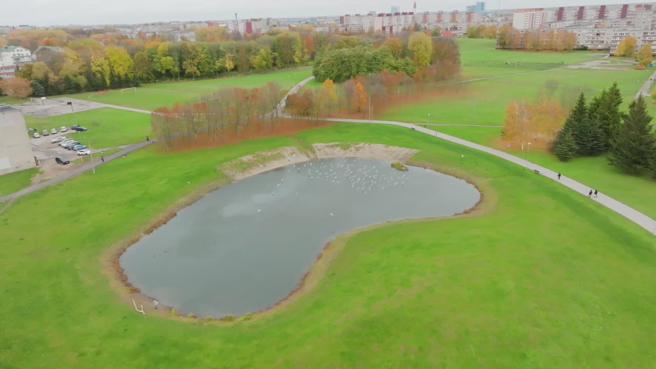 갈매기가 날아다니는 도시 공원의 연못