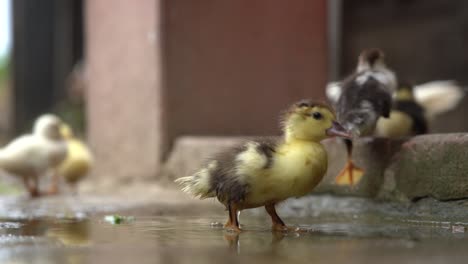 Einige-Entenküken,-Die-Draußen-In-Einer-Wasserpfütze-Spielen