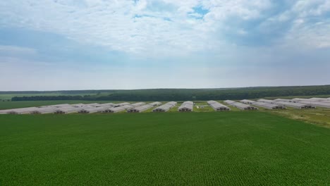 poultry farm industrial. bird eyes view from flying drone of the big farm in the middle of fields