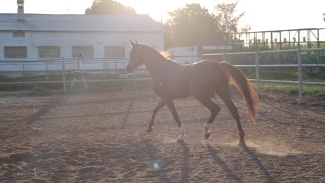 brown horse running in a riding arena at sunset.