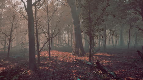 misty autumn forest with morning fog