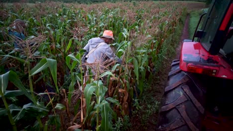 granjeros recogiendo maíz en los campos de maíz