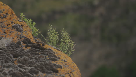 Orange-Mold-And-Scale-Lichen-Growing-On-The