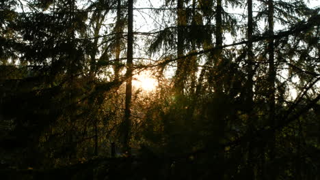 panning view of sun light through trees