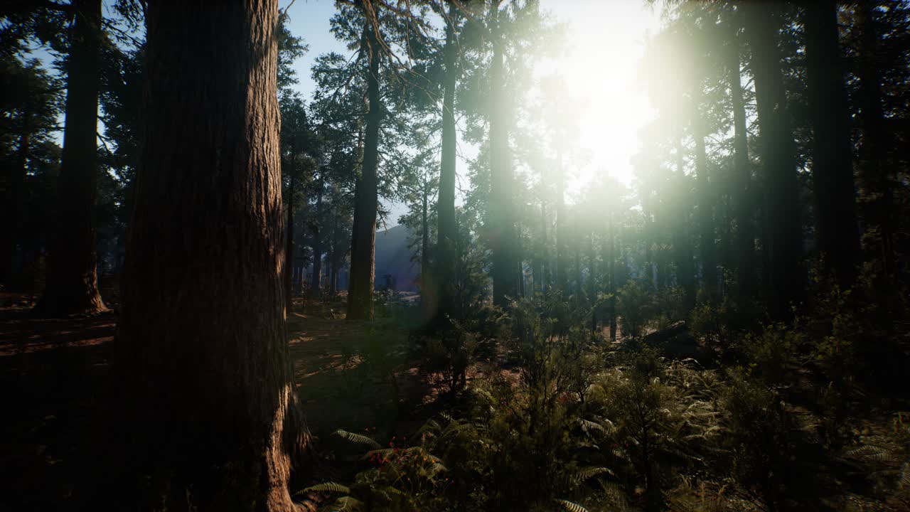 parque nacional de sequoia bajo las nubes de niebla de niebla