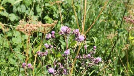 close-up of creeping thistle in natural habitat