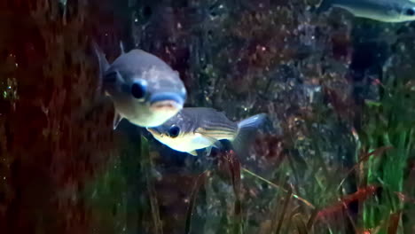 acuario con pequeños peces que nadan en el hábitat marino submarino en exhibición