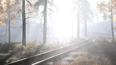 empty railway goes through foggy forest in morning