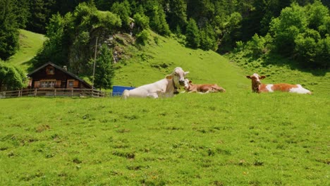 Cows-Relaxing-on-Lush-Green-Farm-in-Uri,-Switzerland