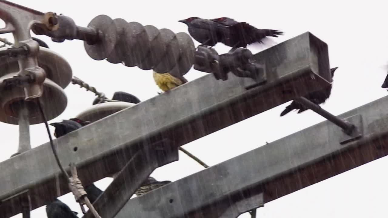 замедленная съемка - группа красноглазых птиц наслаждается дождем на вершине столба коммунальной службы в городе цебу, филиппины