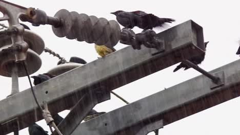 Cámara-Lenta:-Un-Grupo-De-Pájaros-De-Ojos-Rojos-Disfrutando-De-La-Lluvia-En-La-Parte-Superior-De-Un-Poste-De-Electricidad-En-La-Ciudad-De-Cebú,-Filipinas