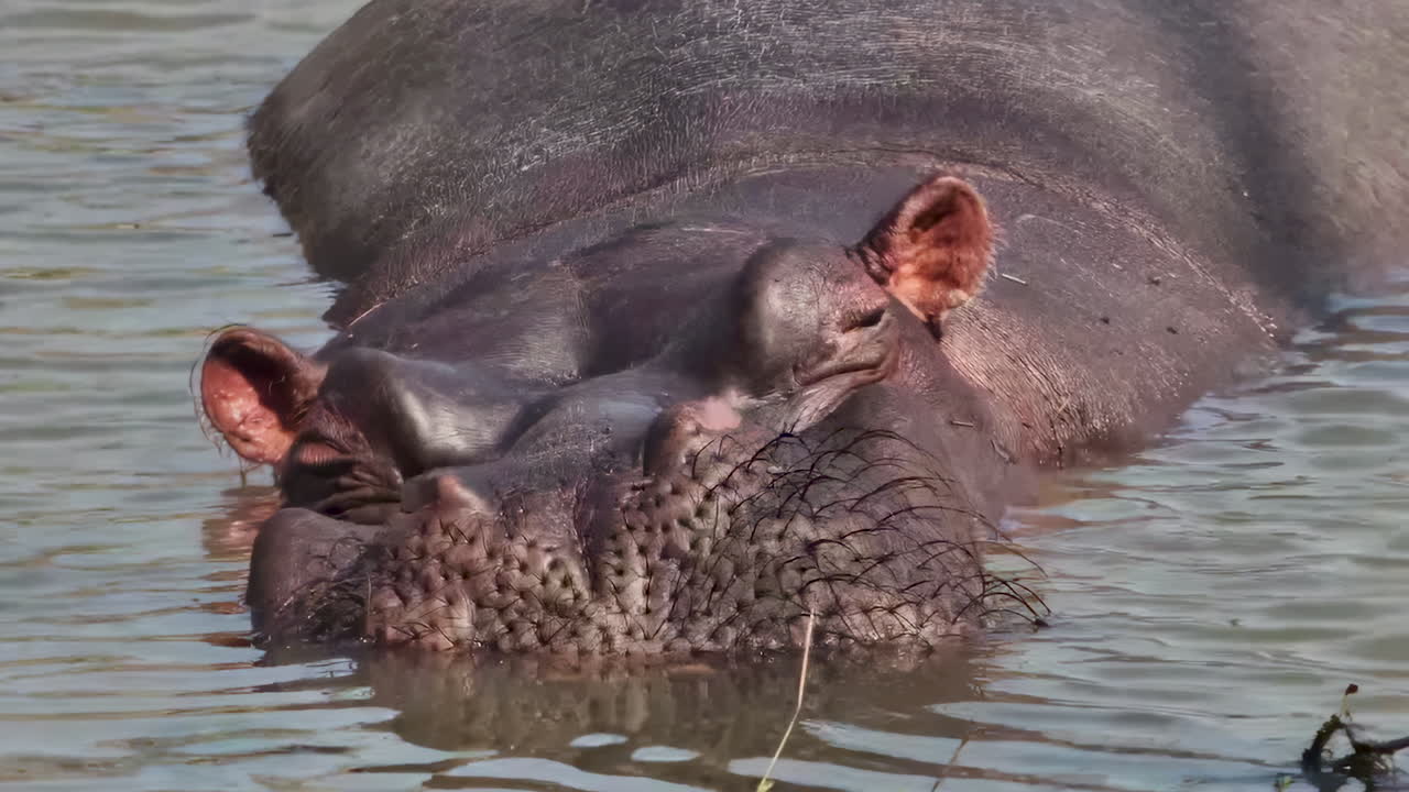 Hipopótamo na água