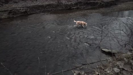 Video-Eines-Gelben-Labrador-Retriever-Hundes,-Der-Im-Wasser-Des-Baches-Spielt