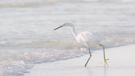 Garceta-Blanca-Caminando-Por-La-Orilla-De-La-Playa-Hacia-El-Océano-En-Busca-De-Comida-A-Cámara-Lenta