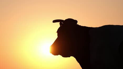 cow silhouette at sunset