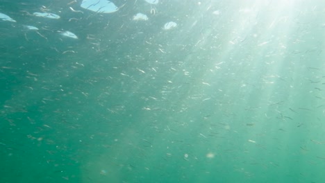 Gran-Banco-De-Peces-De-Cebo-Nadando-En-Mar-Abierto