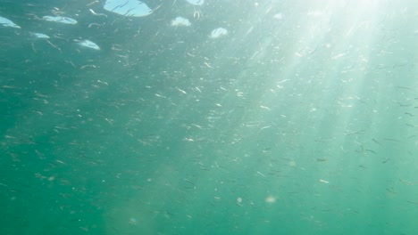 gran escuela de peces cebo nadando en el océano abierto