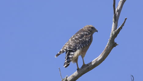 red-shouldered hawk perched on a branch