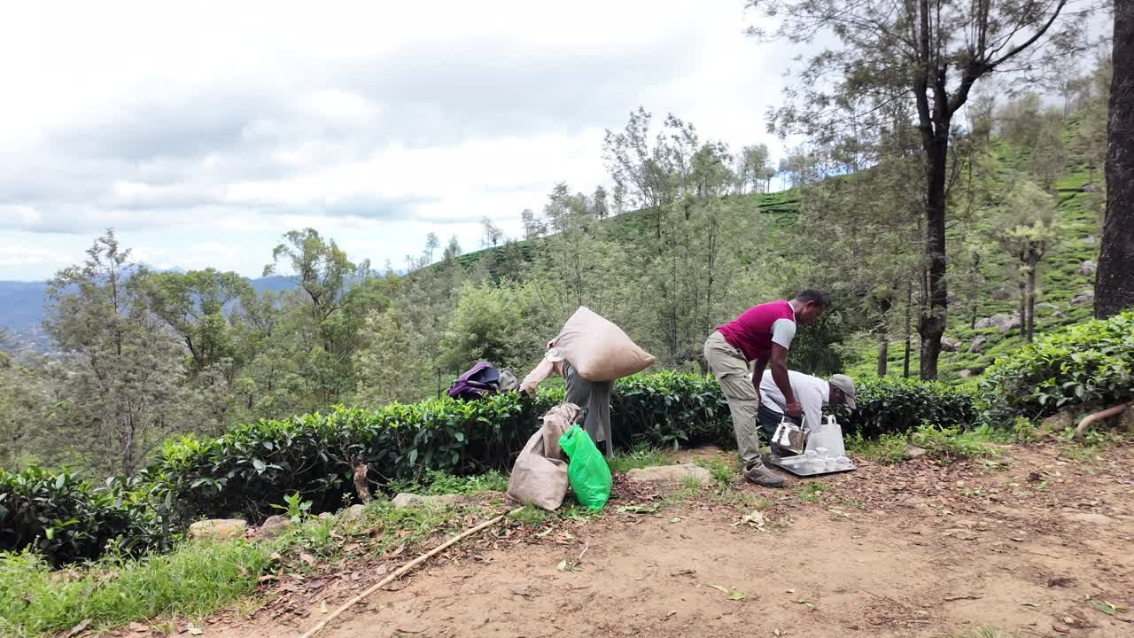 Tea plantation workers gather sacks of fresh leaves amidst the vibrant greenery of Bandarawela, Sri Lanka, as a dog strolls by, showcasing rural life and hard work.
