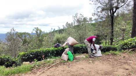 tea plantation workers gather sacks of fresh leaves amidst the vibrant greenery of bandarawela, sri lanka, as a dog strolls by, showcasing rural life and hard work.