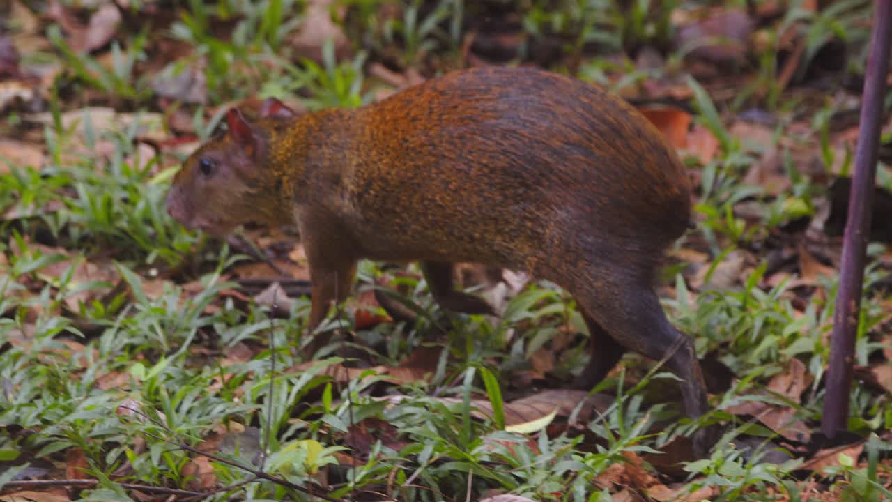 Agouti foraging in a rainforest floor covered with leaves and grass