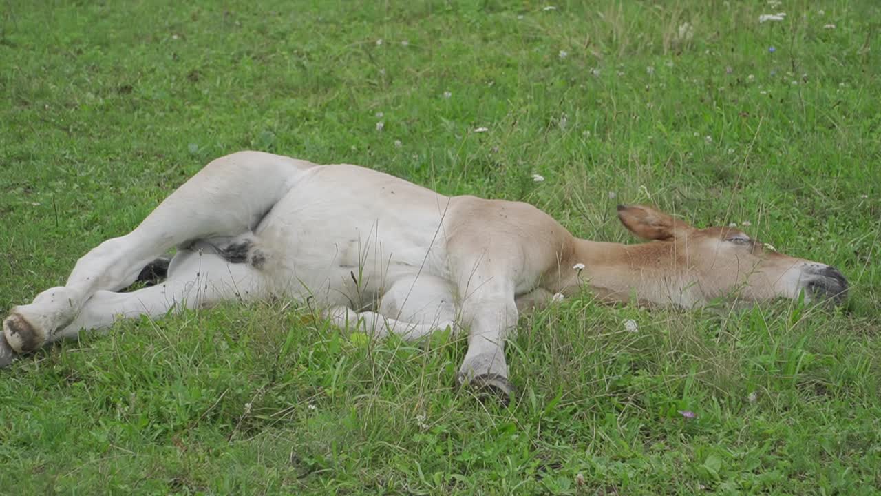 Baby Horse, Foal Lying On Green Grass In Farm