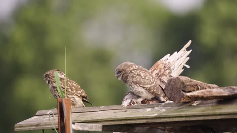 Little-Owl-feeding-baby-chick,-Close-up-shot