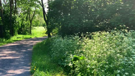 Ein-Kurvenreicher-Sandweg-Durch-Eine-Wiese-Mit-Blühender-Wiesenkerbel-Und-Bäumen