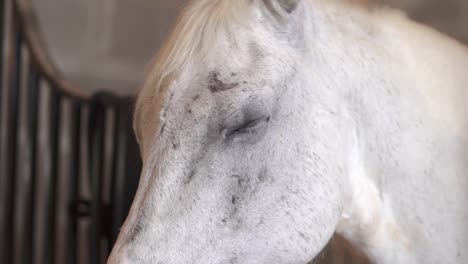 close of a white competition horse into a stable