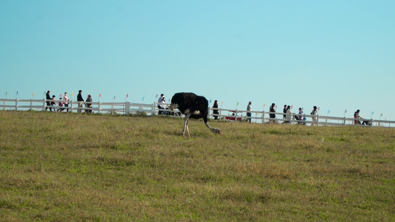 한국 경기도 안성 농지에서 나무 울타리 너머를 걷는 관광객들과 함께 푸른 언덕에서 먹는 타조