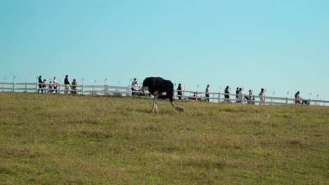 ostrich eating on the green hills with tourists walking beyond the wooden fence at anseong farmland in gyeonggi-do, south korea