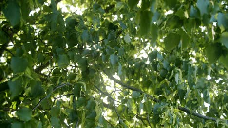 Äste-Werden-Unscharf,-Während-Die-Sonne-Von-Hinten-Durch-Sie-Hindurchscheint