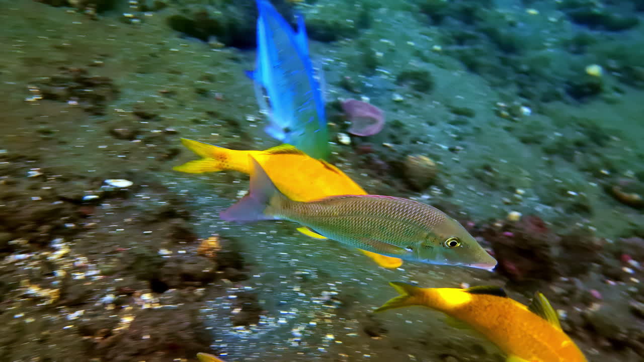 An underwater shot of several bright orange and silver-blue tropical goatfish moving low over a dark, rocky, gravelly seabed