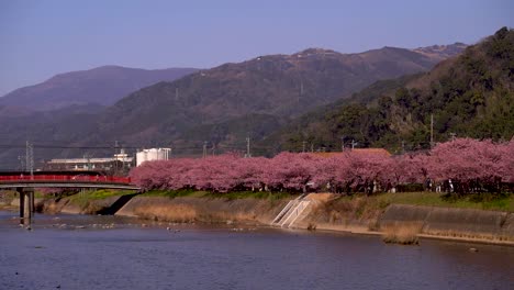 view out on kawazu sakura trees and river in kawazu city, shizuoka, japan