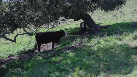 momma and her calf hide from the hot sun under two oak trees